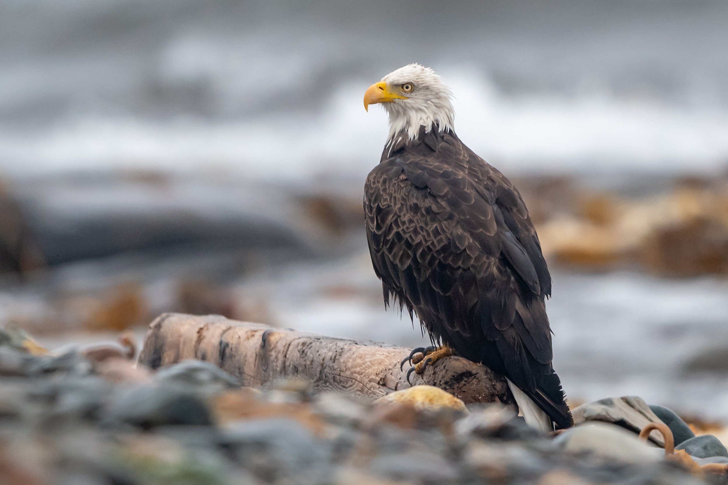 A Bald Eagle on the shore at Hartlen Point, Eastern Passage, Nova Scotia.