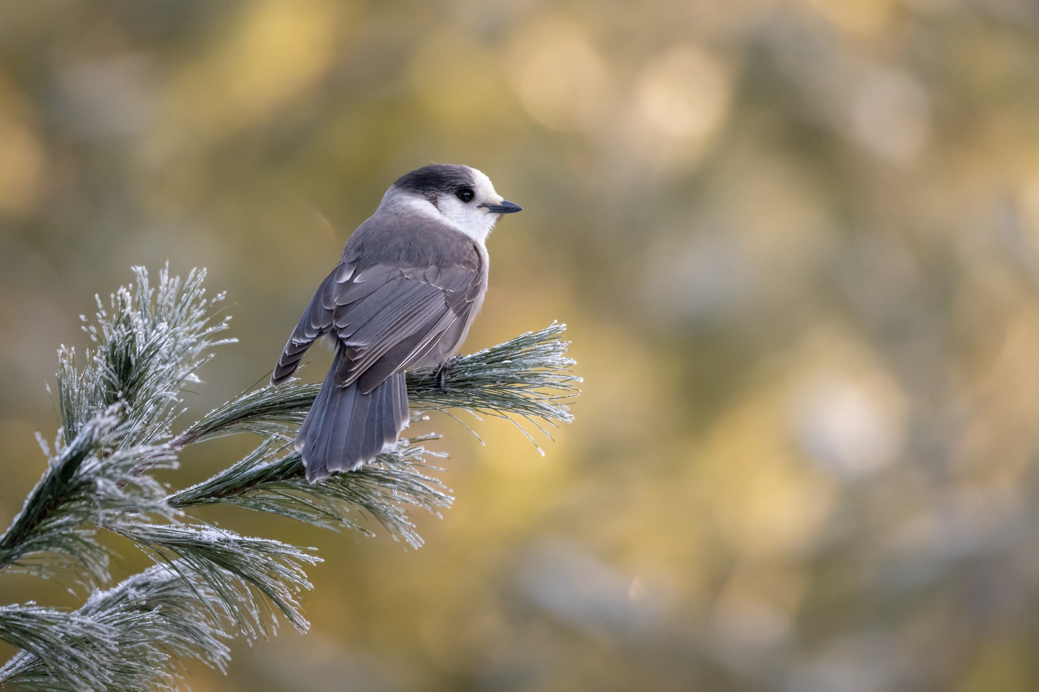 A Canada Jay on a frosty morning in the forest near Upper Tantallon, NS.