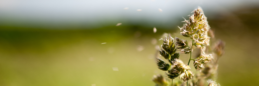 Alleviate Summer Allergies with Laser Therapy &amp; Supplements We Recommend