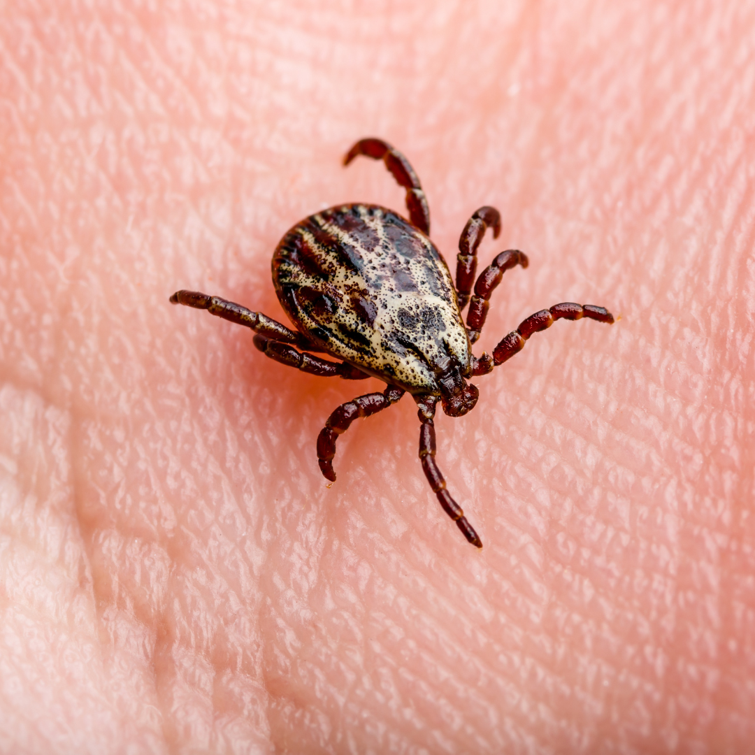 3 Common Questions We Get About Lyme Disease + Our Treatment Approach&nbsp;
