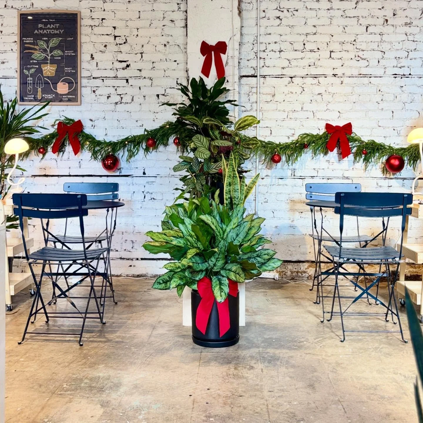 Studio C is lookin' extra cute for the holidays. ❤️✨

We've been a little quiet lately, but here's a quick update. 
1. We'll be getting in a *new* shipment of plants next week. If there is something specific you're hoping for, DM us straight away!
2.