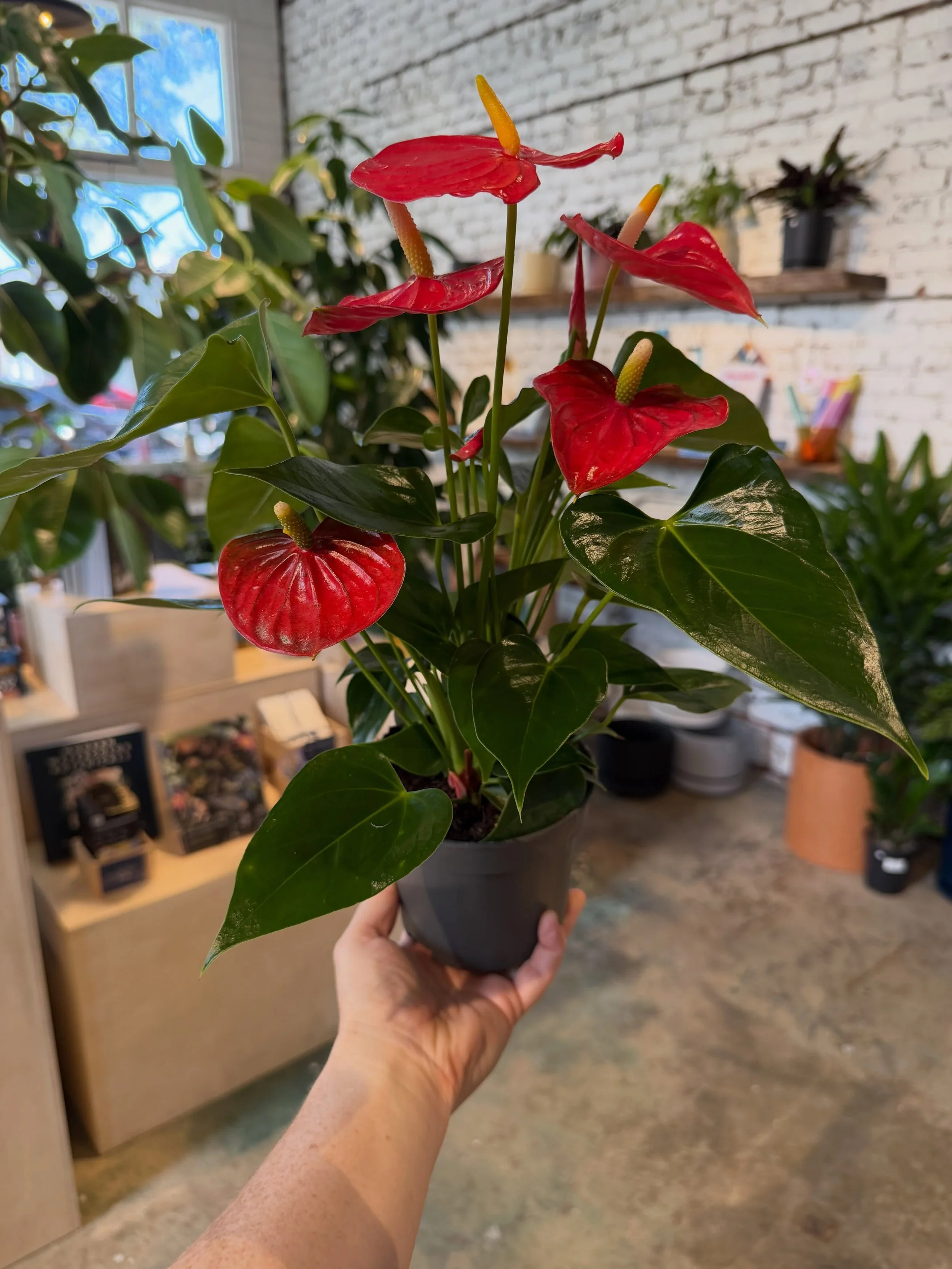 No time for fancy photoshoots this week, but here's a few snaps of the new kids... 📸 ❤️ 

5" Anthurium - $25
6" Philodendron Billietiae - $38
6" Staghorn Fern - $28
6" Bird of Paradise (aka BABY BOP!) - $28
4" Assorted Potho
