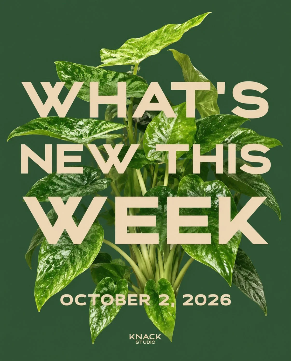 Fresh plants just dropped 🌿 This week&rsquo;s lineup has a little bit of everything&mdash;from easy-care snake plants to kinda funky alocasias. Come see is this weekend! 

Wed -Sun | 12-5pm✨

Ps. We've marked down a few cactus for end of summer! Sna