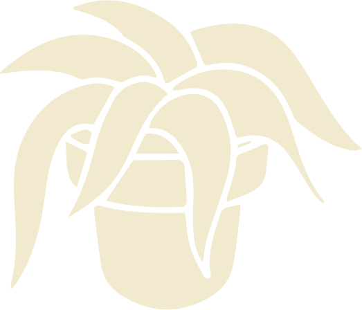 A potted plant with long, narrow leaves.