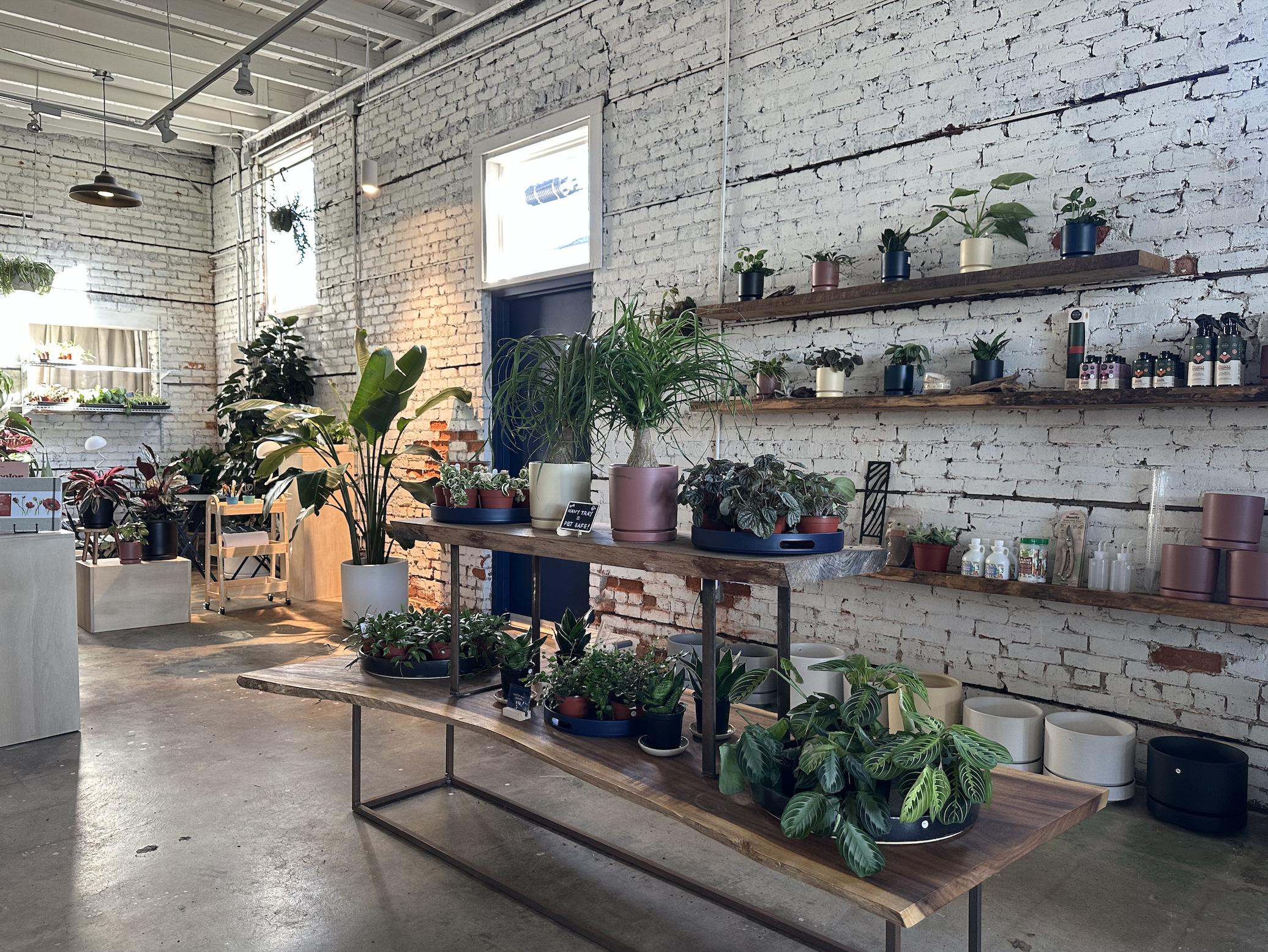 tropical-plants-store-savannah.png
