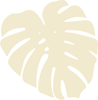 A white monstera leaf on a black background.