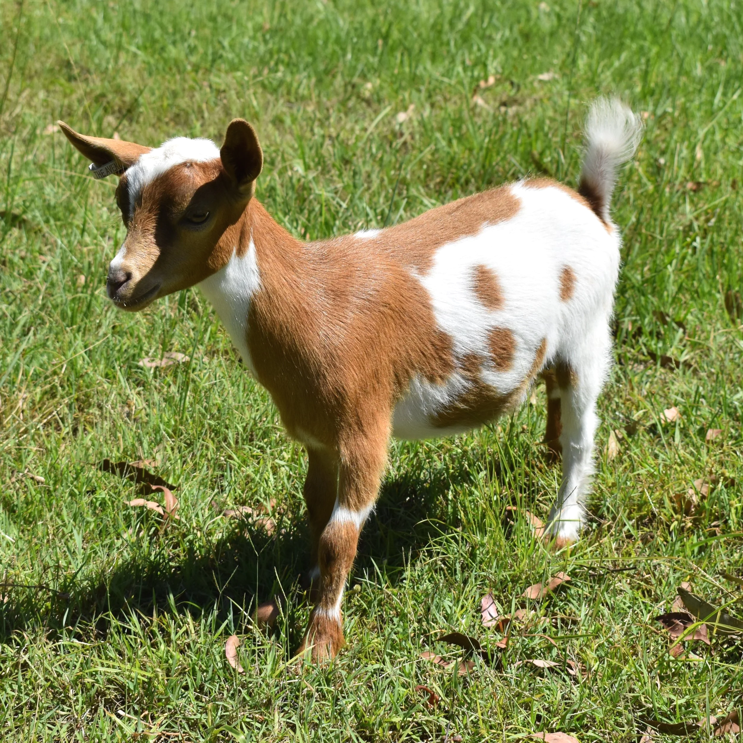 Young brown and white goat standing in a grassy field.