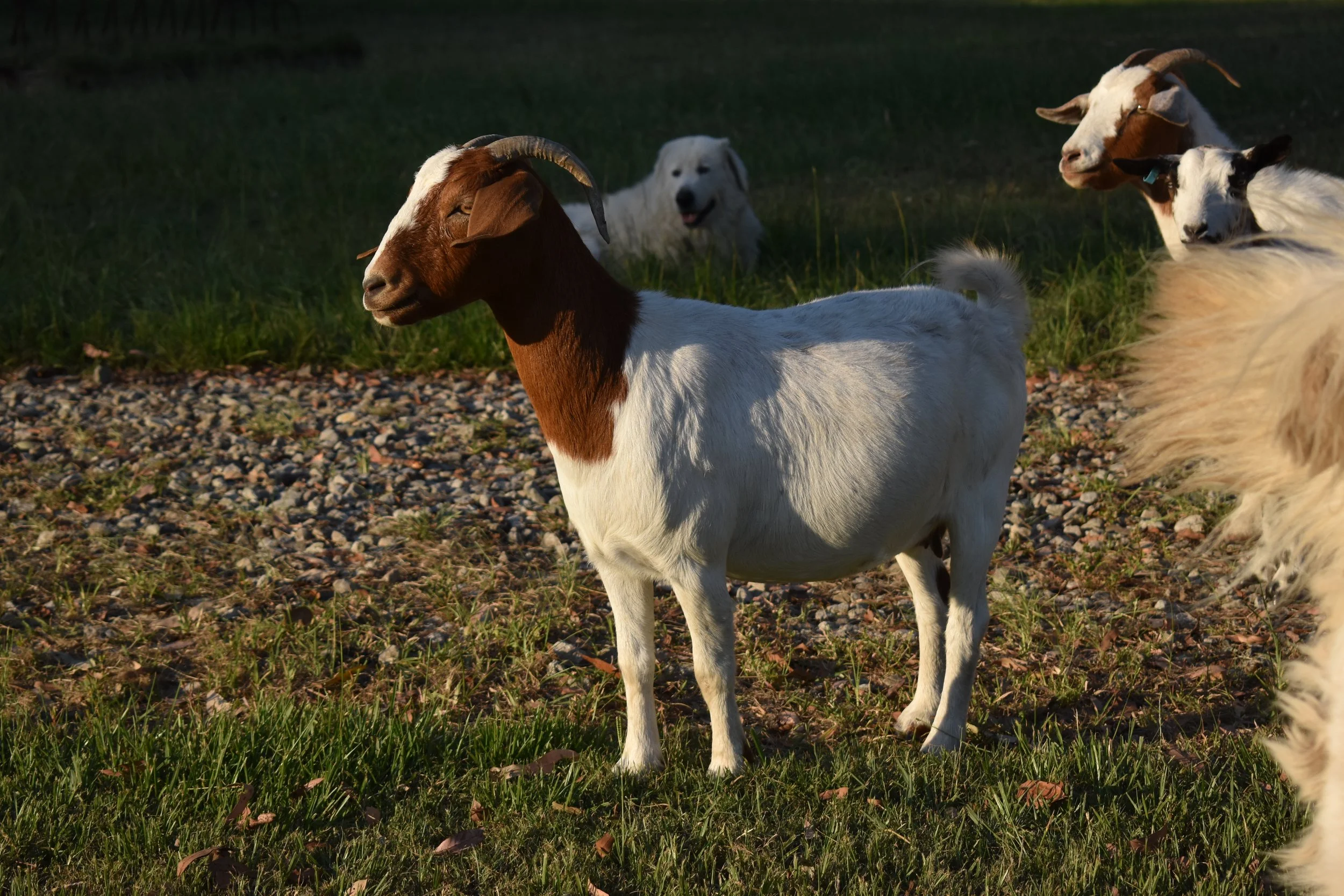 Miniature Boer goat