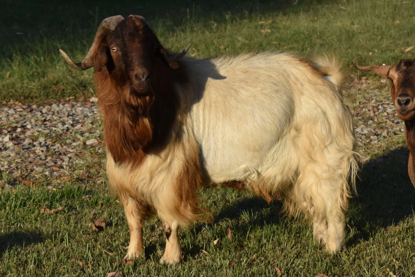 The Avenue Reinhardt