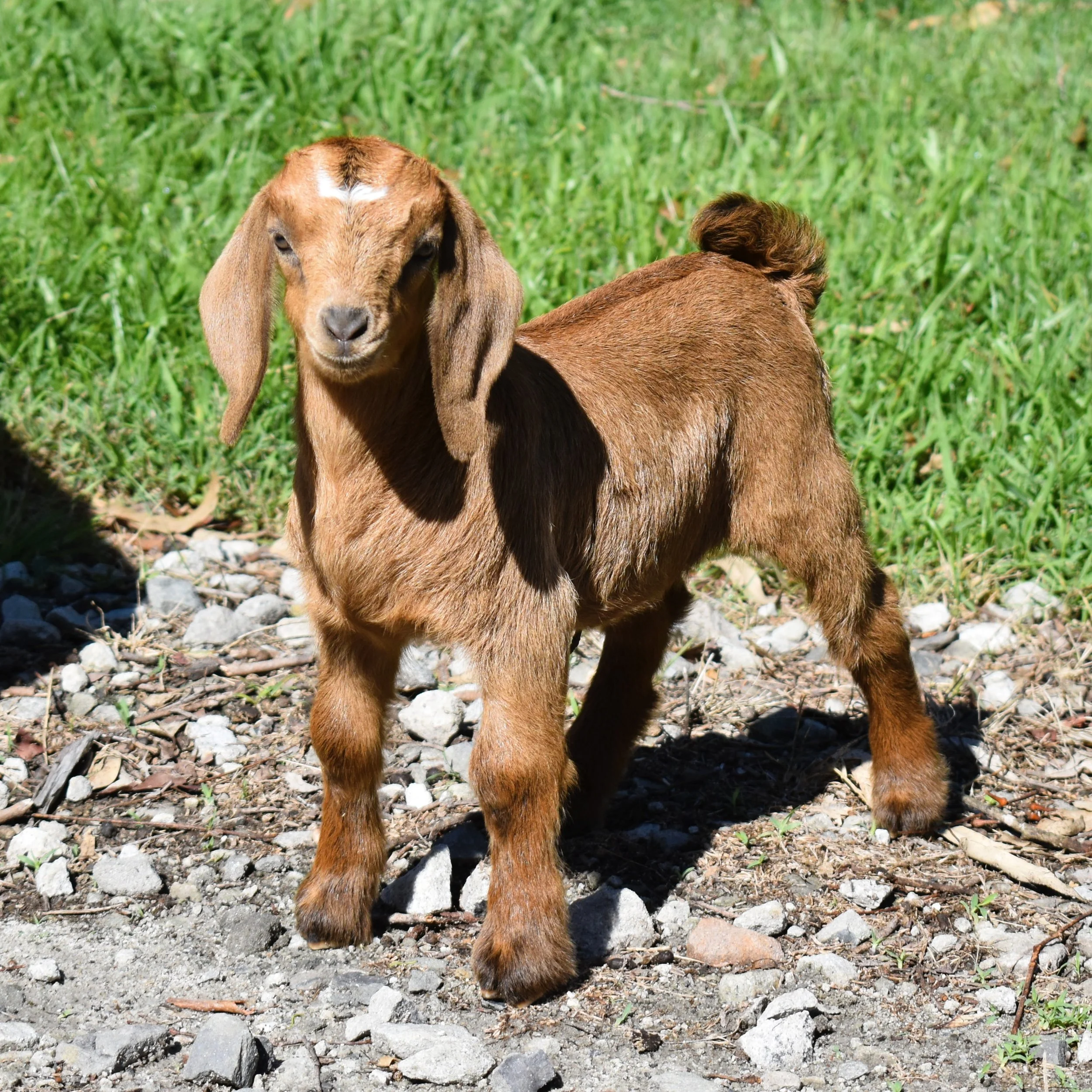 Miniature Boer Goats