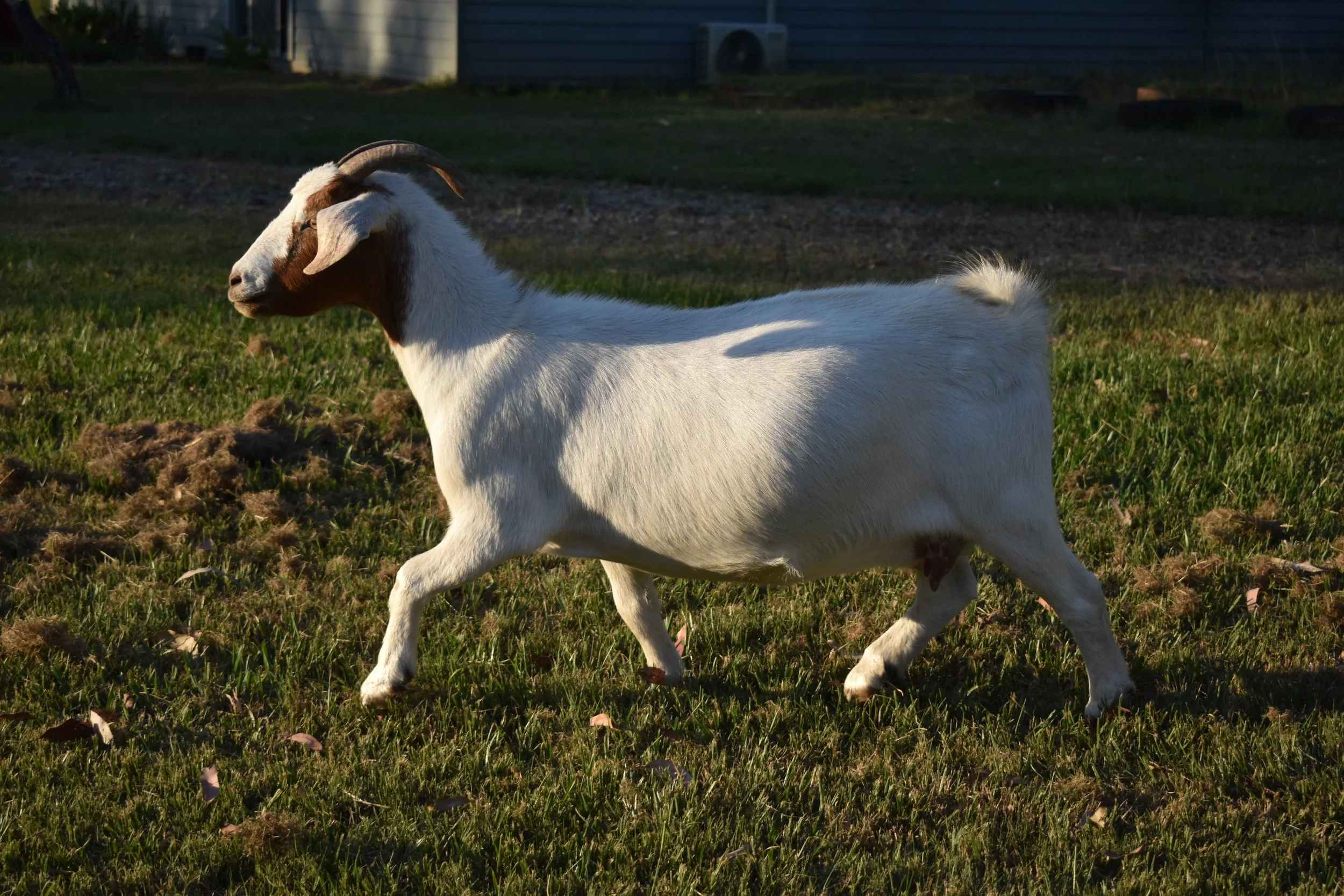 Miniature Boer Goat