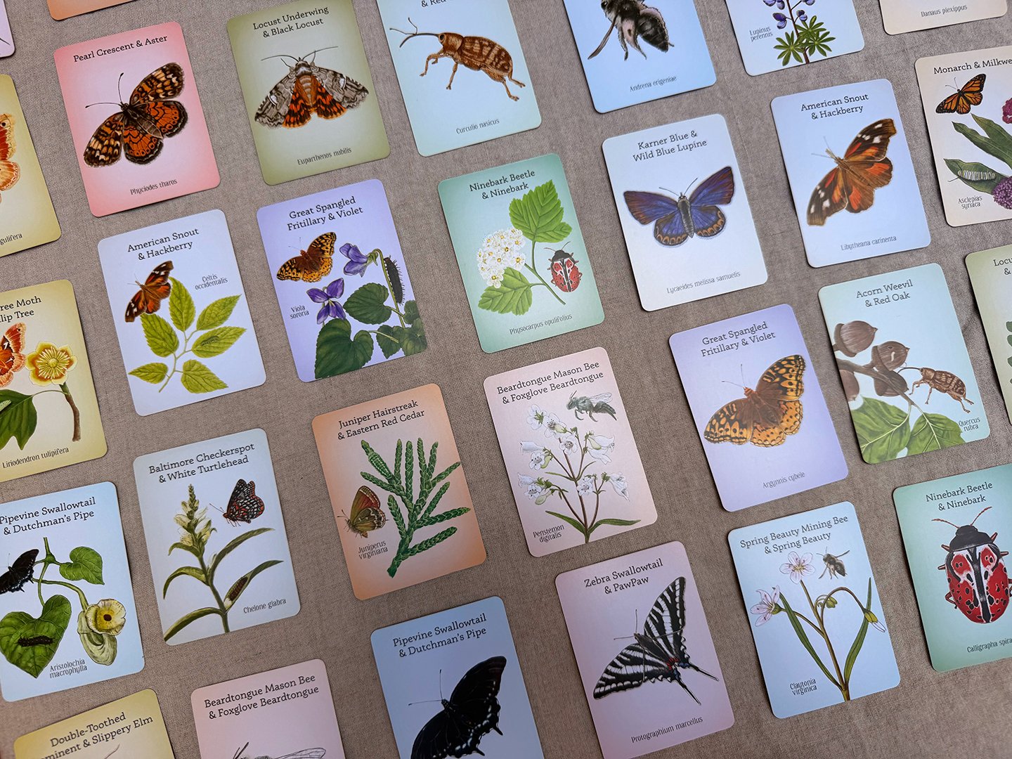 Native Plants and Insects / A Matching Game