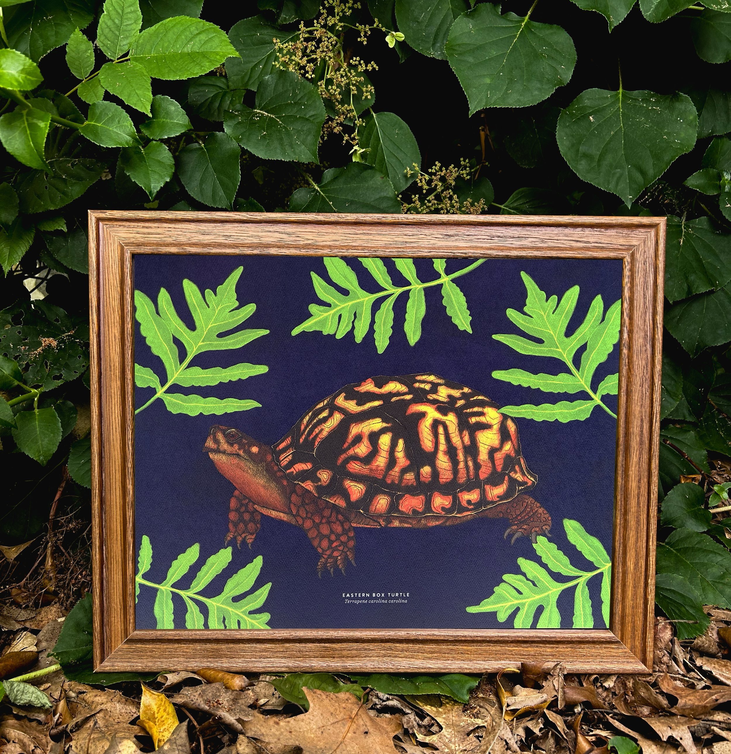 Eastern Box Turtle and Sensitive Fern