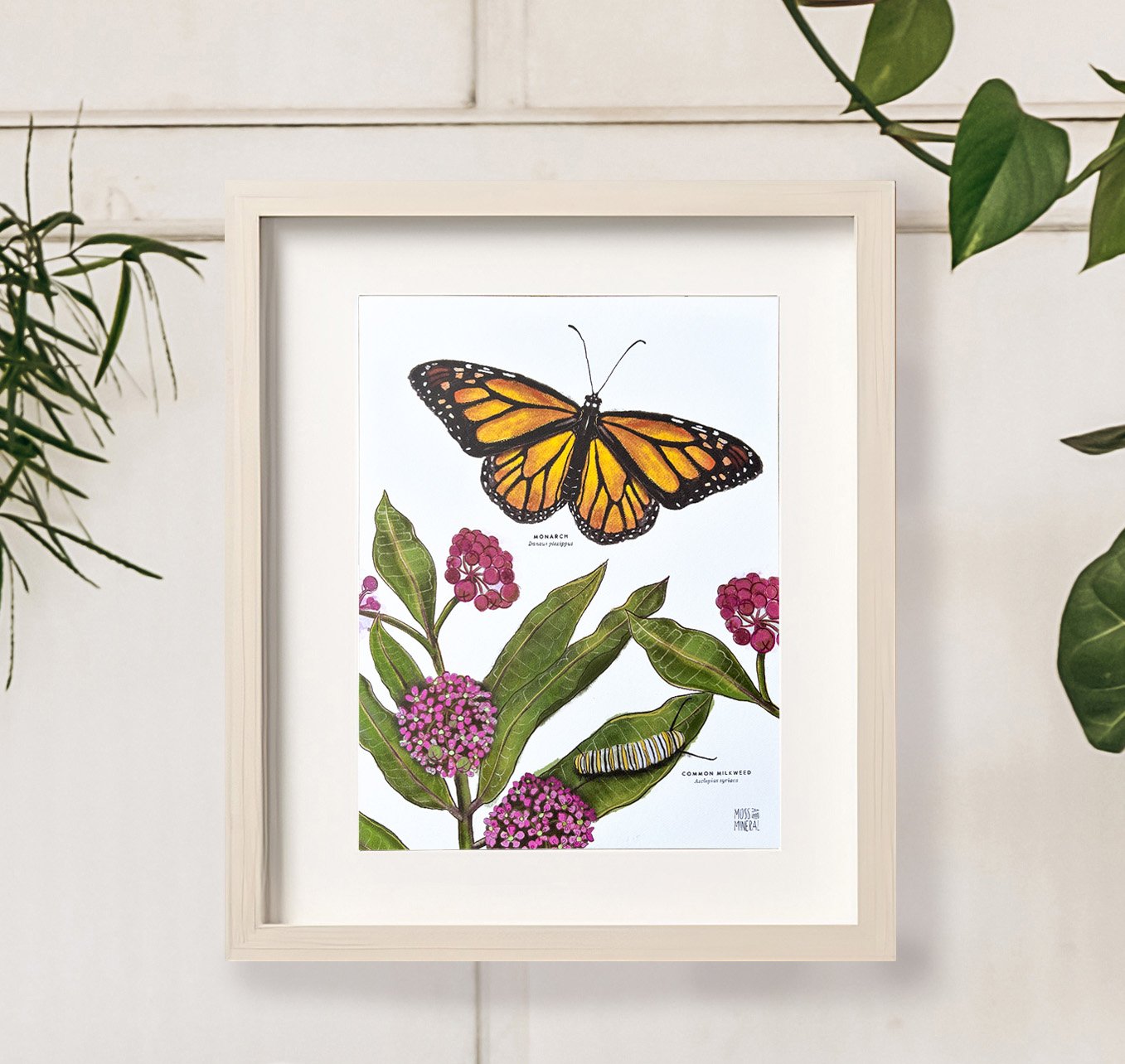 Monarch and Milkweed