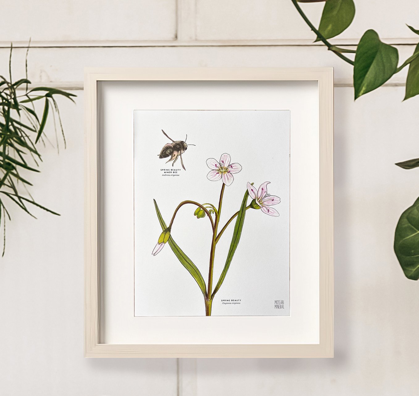 Spring Beauty and Spring Beauty Mining Bee