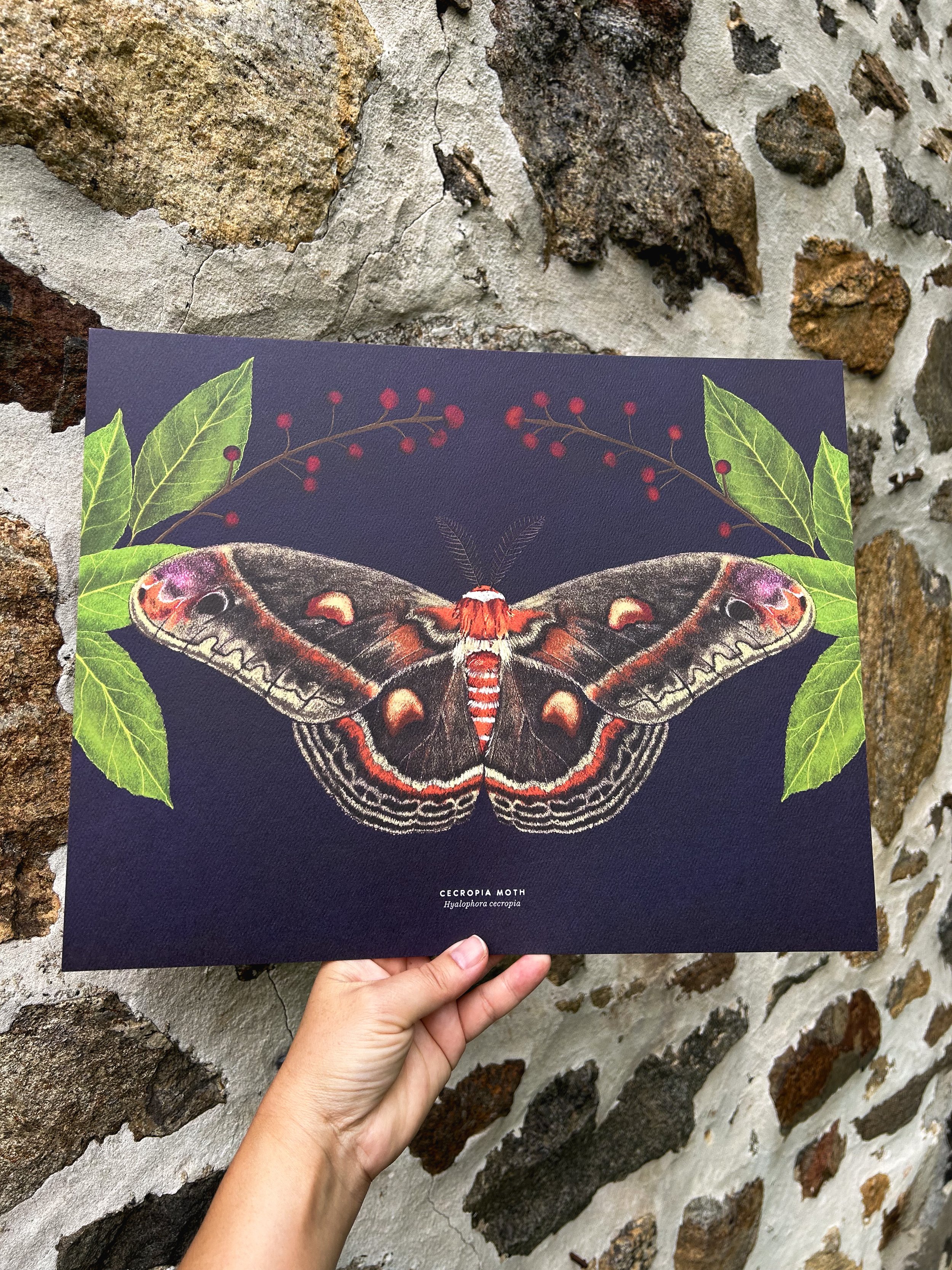 Cecropia Moth and Black Cherry