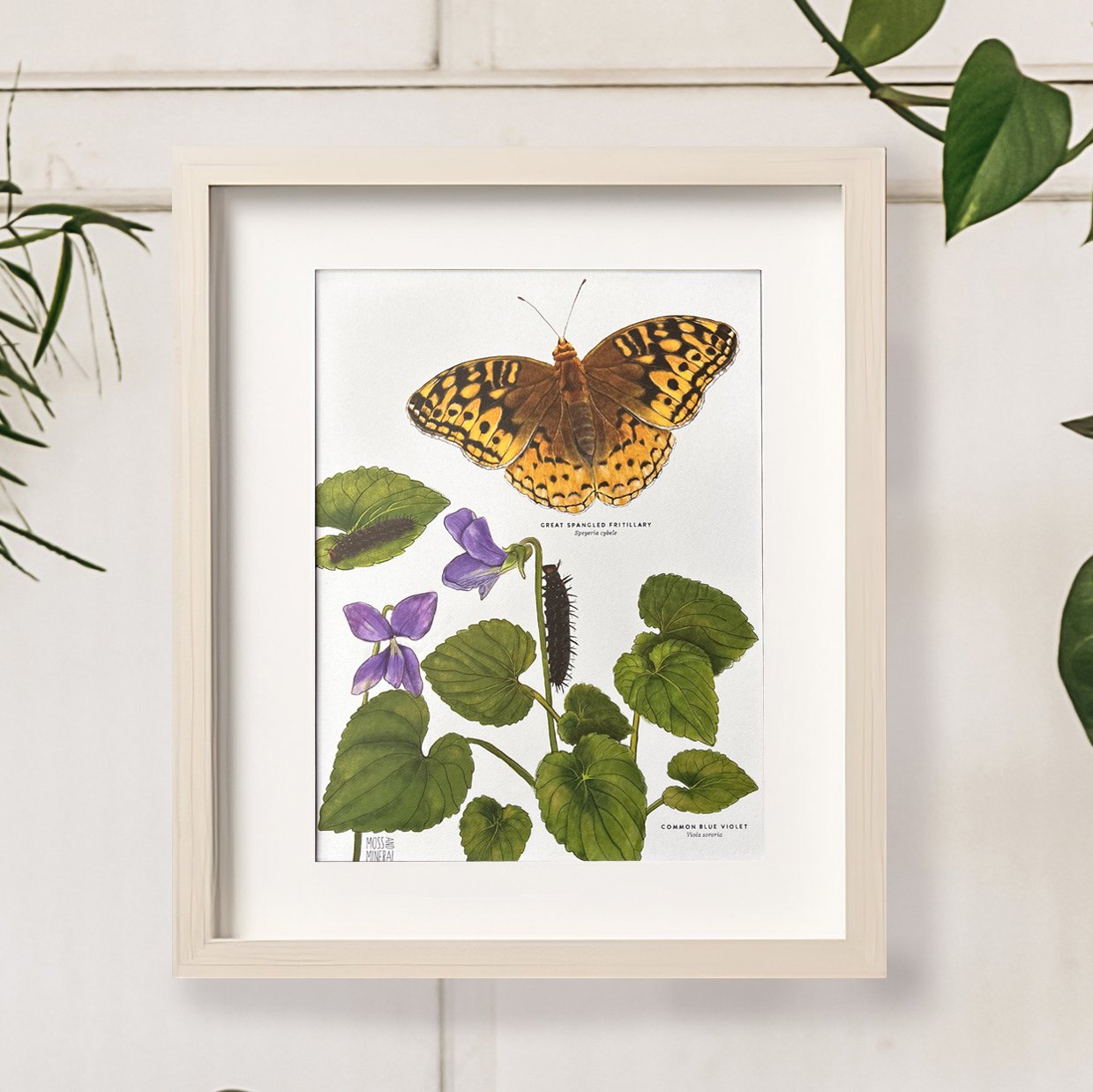 Great Spangled Fritillary and Violet