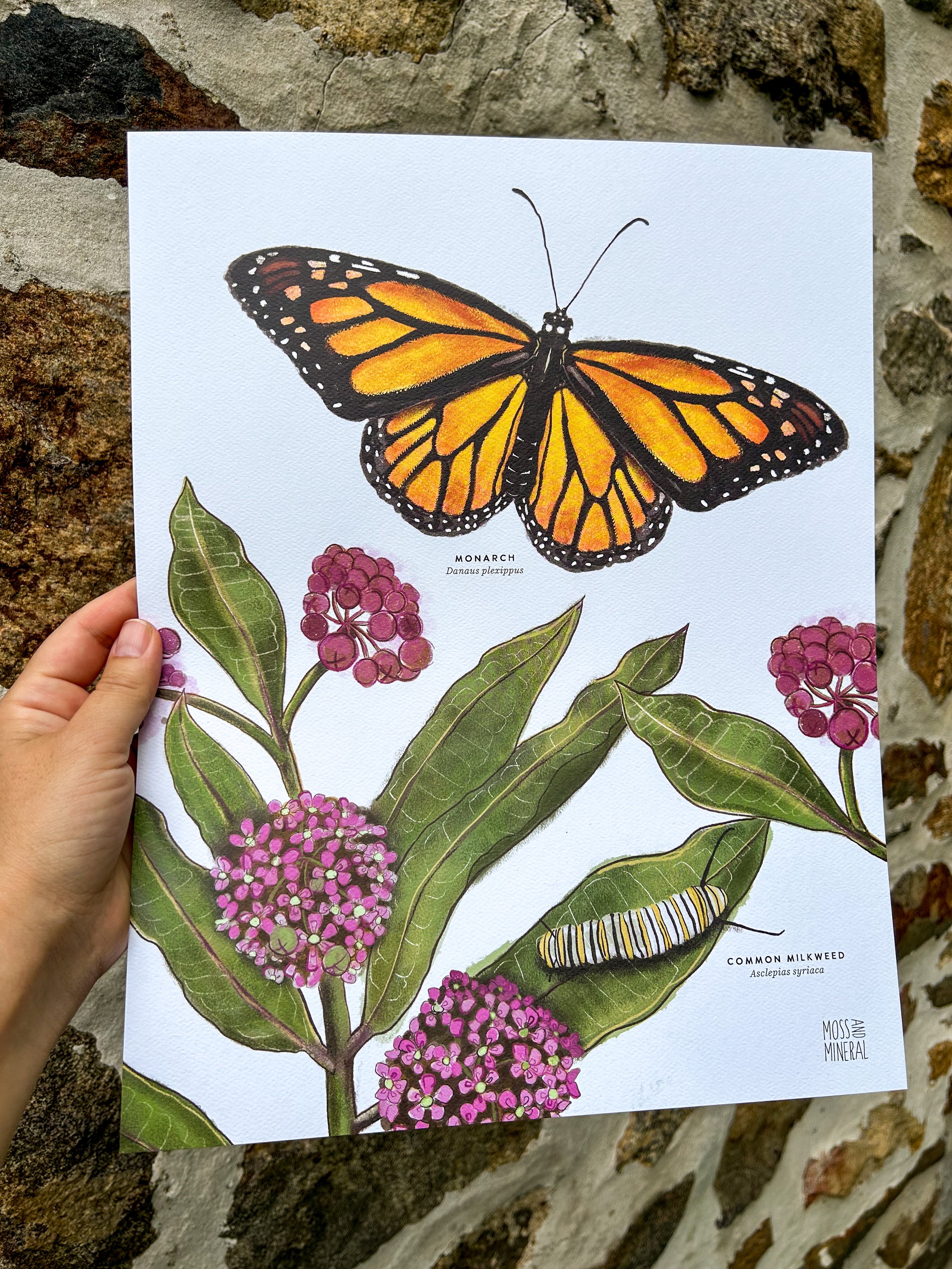Monarch and Milkweed