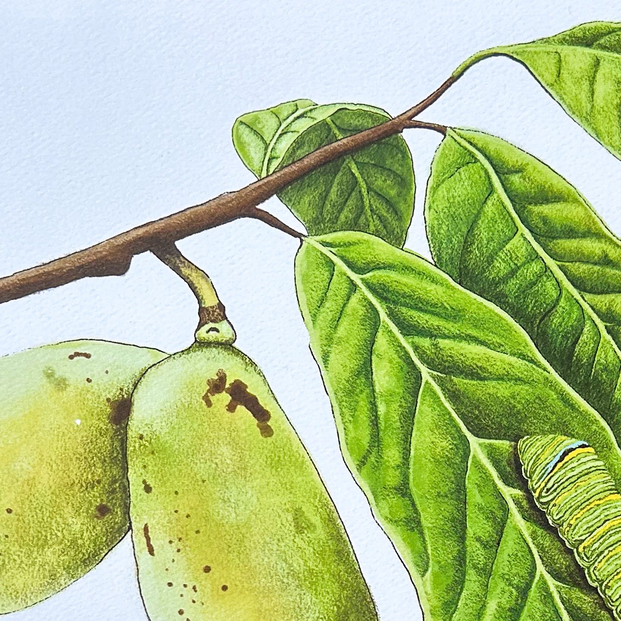 close up, Paw Paw tree