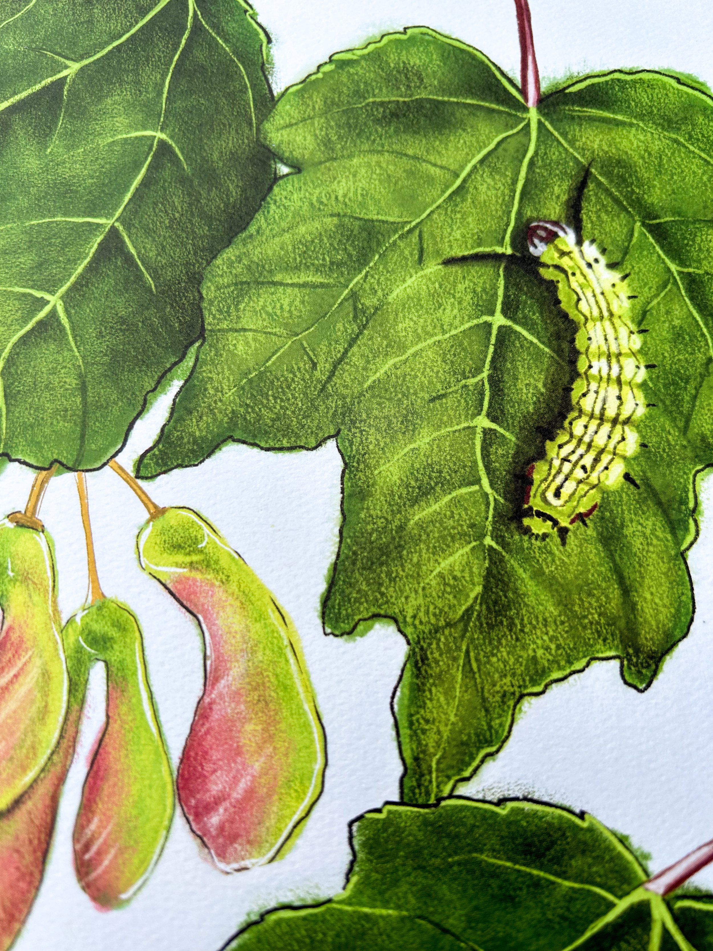 close up, Rosy Maple Moth Caterpillar