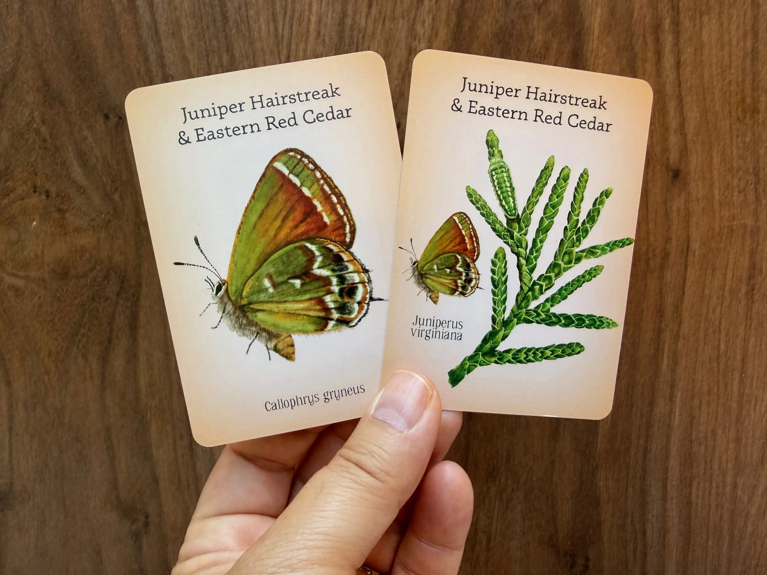 IMG_4174.jpeg
