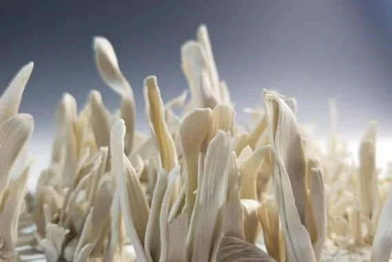 a stranger's eulogy.jpg