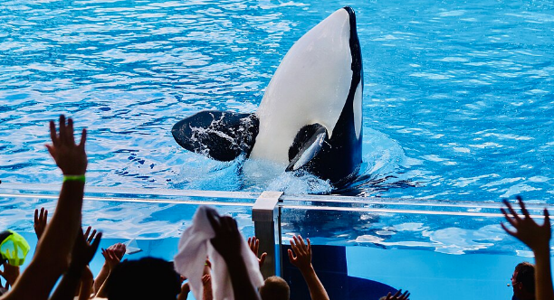 Orlando Sea World