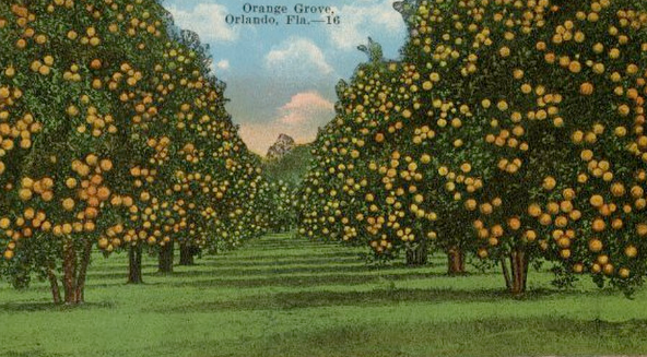 Orange County Orange Field