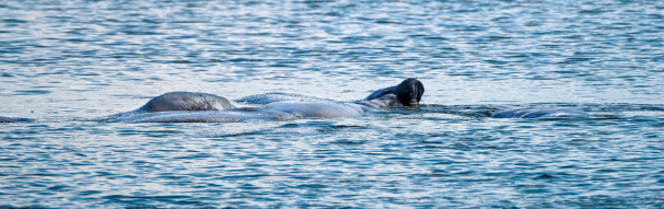 Manatee in Water