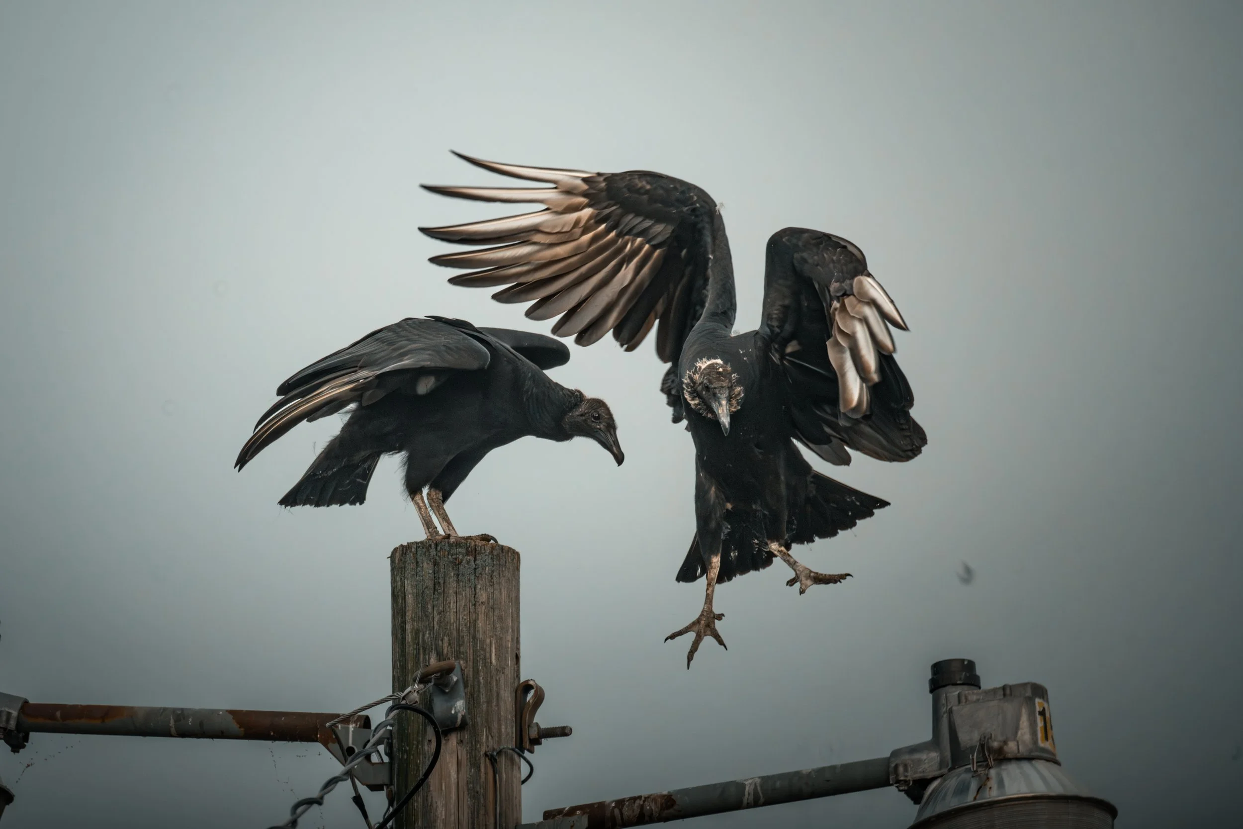 reserve chase-9.jpg