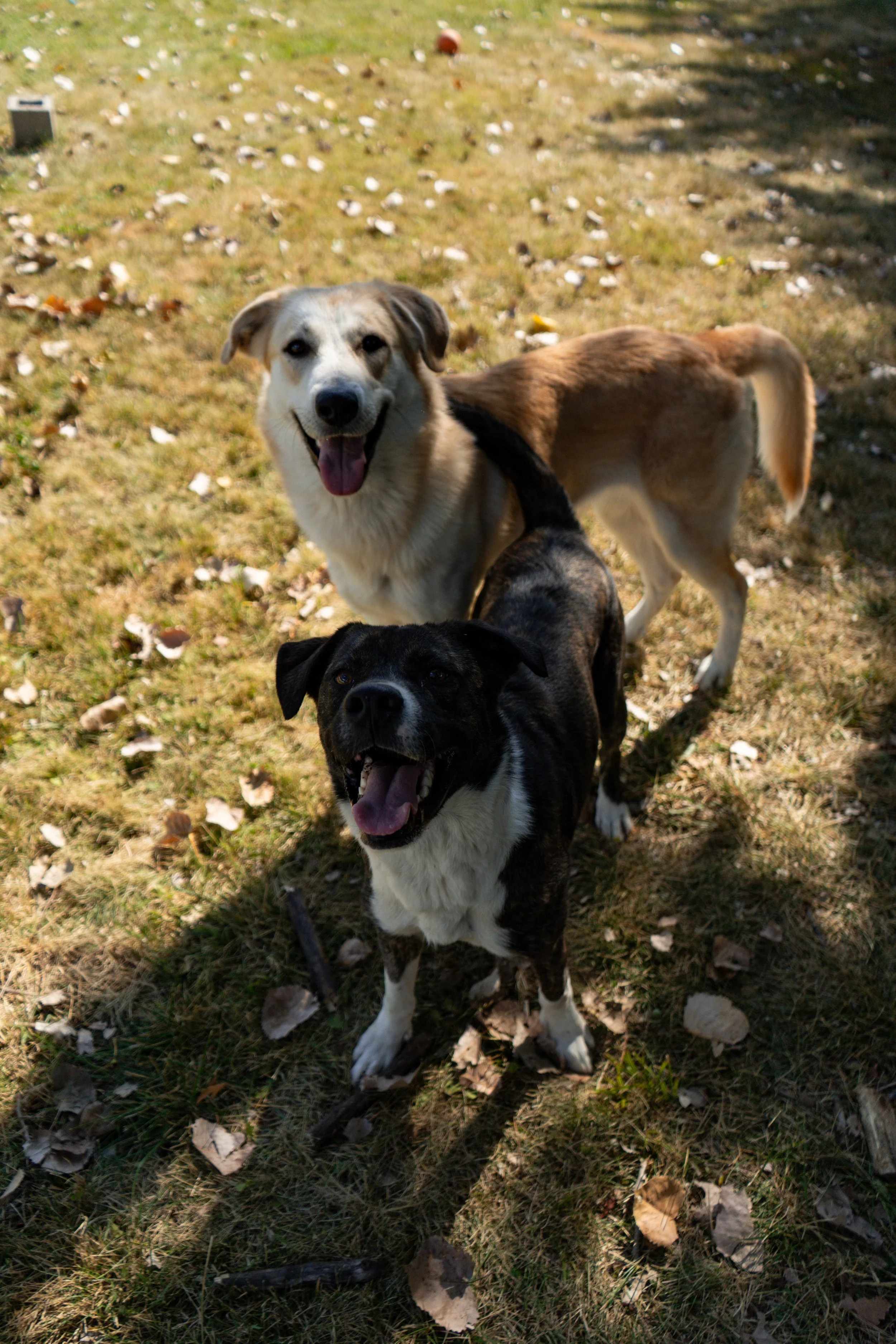 Two dogs standing on a grassy area with fallen leaves. The dog at the front is black and white with a happy expression, tongue out. The dog in the back is light brown and white, also smiling, with a relaxed stance.