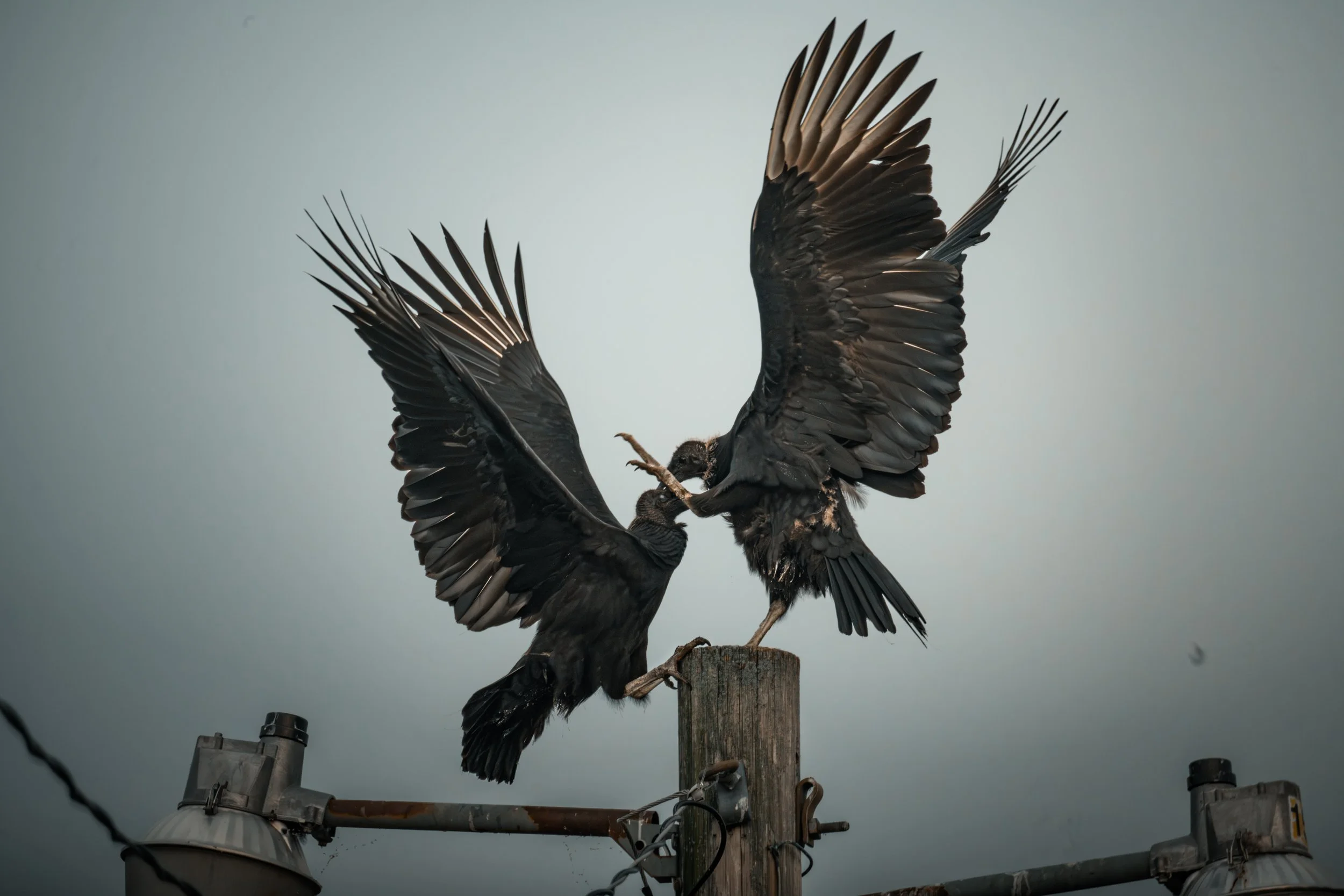 reserve chase-8.jpg