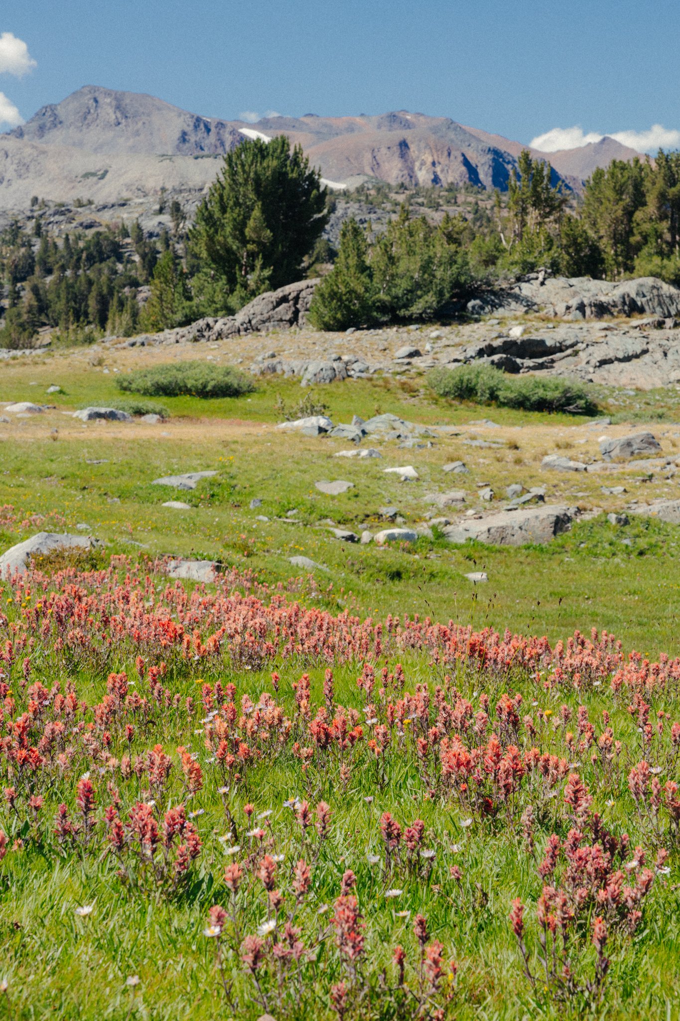 July24_Sierra Summer-11.jpg