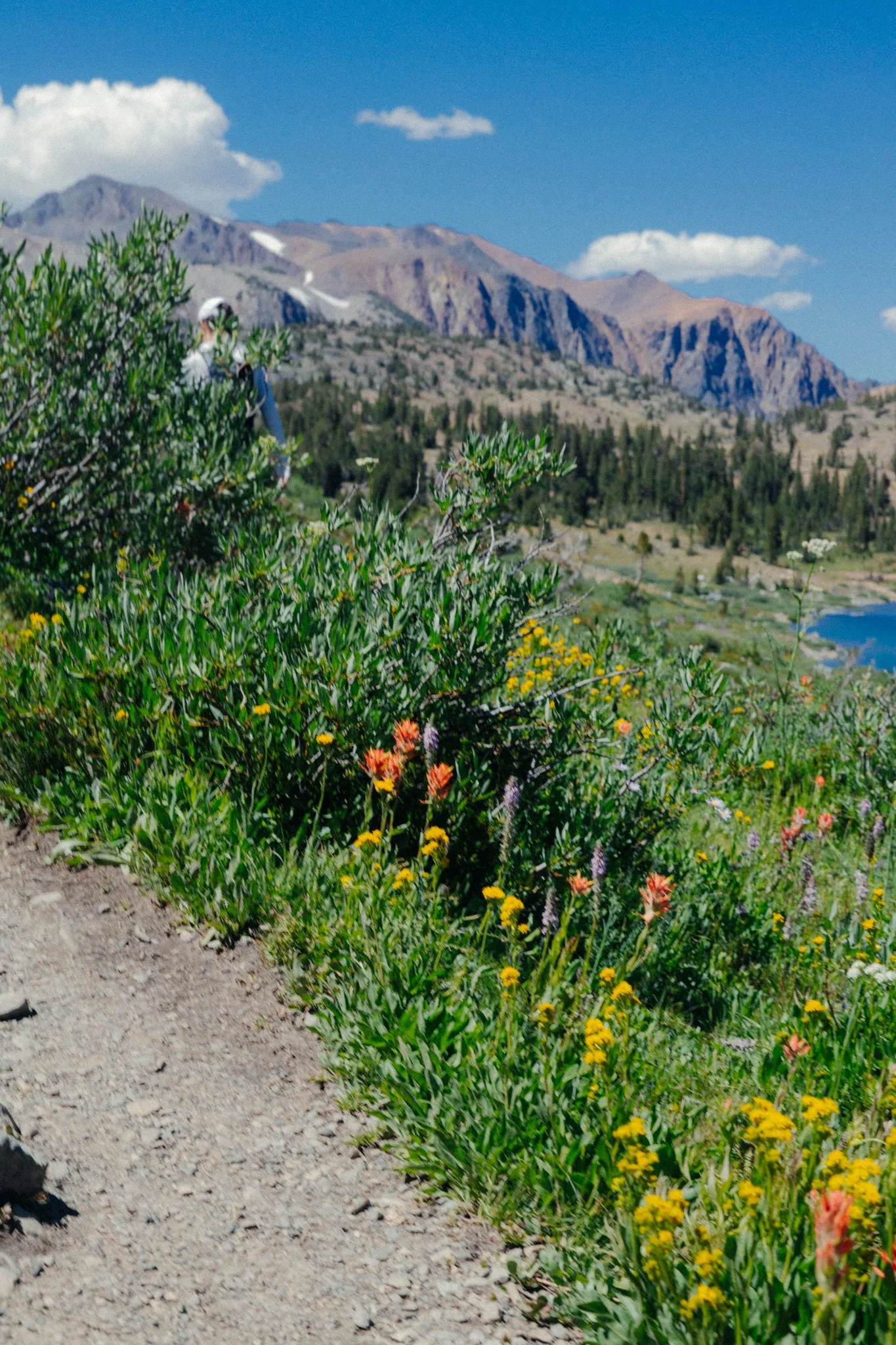 July24_Sierra Summer-37.jpg