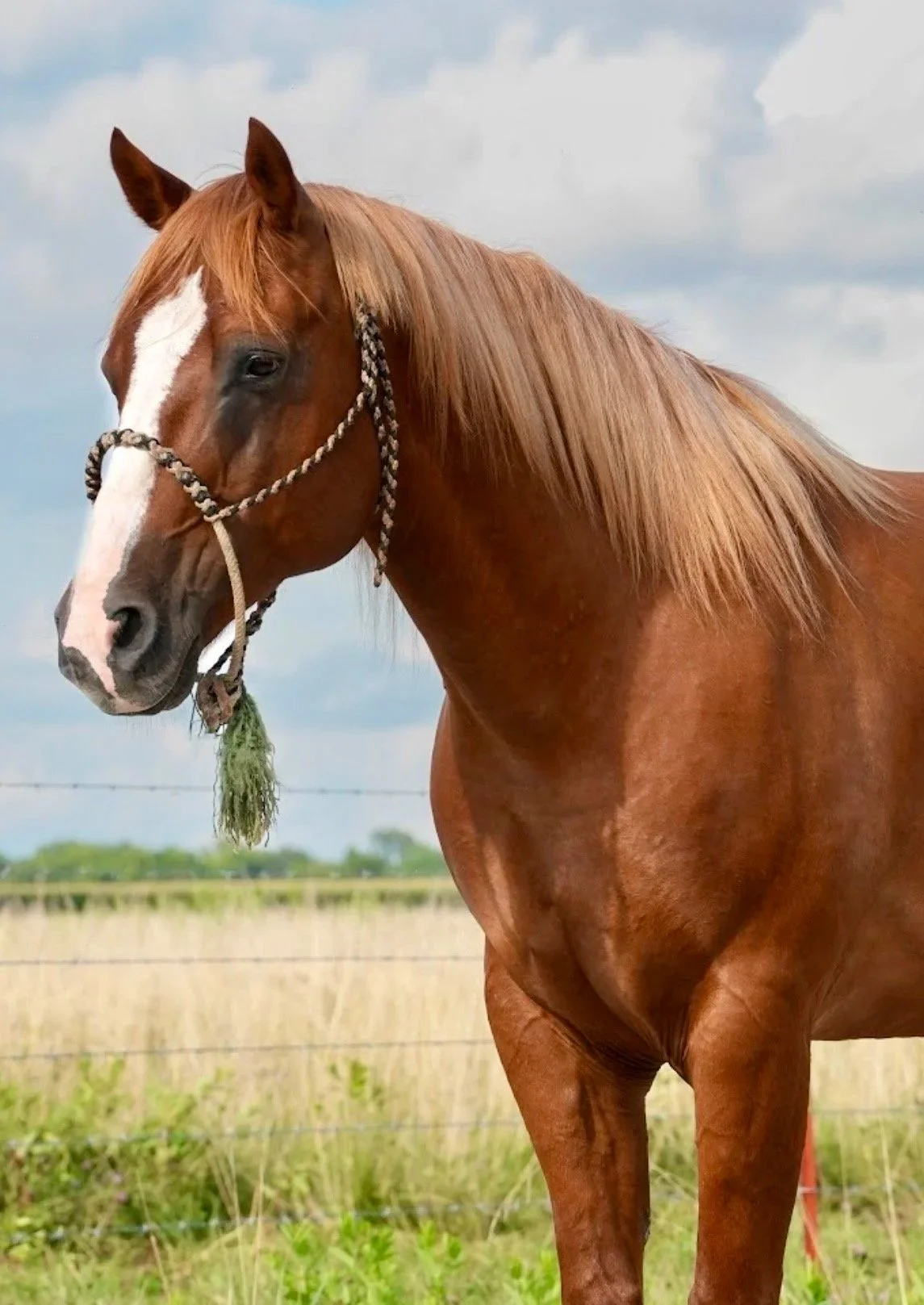 A chestnut horse with a white facial marking and a braided halter stands outdoors in a field with green grass and a cloudy sky.