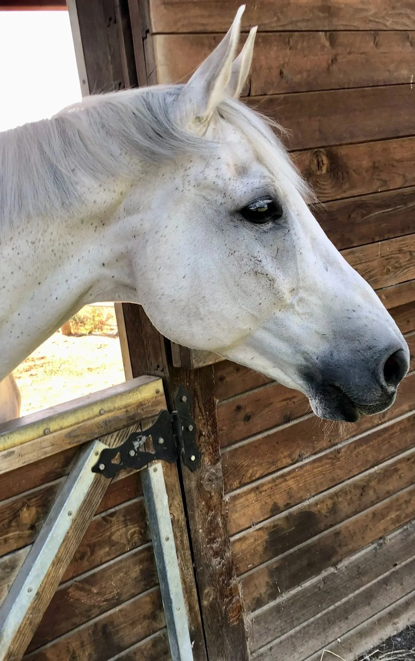 Close-up of a white horse's head sticking out of a wooden stall door.