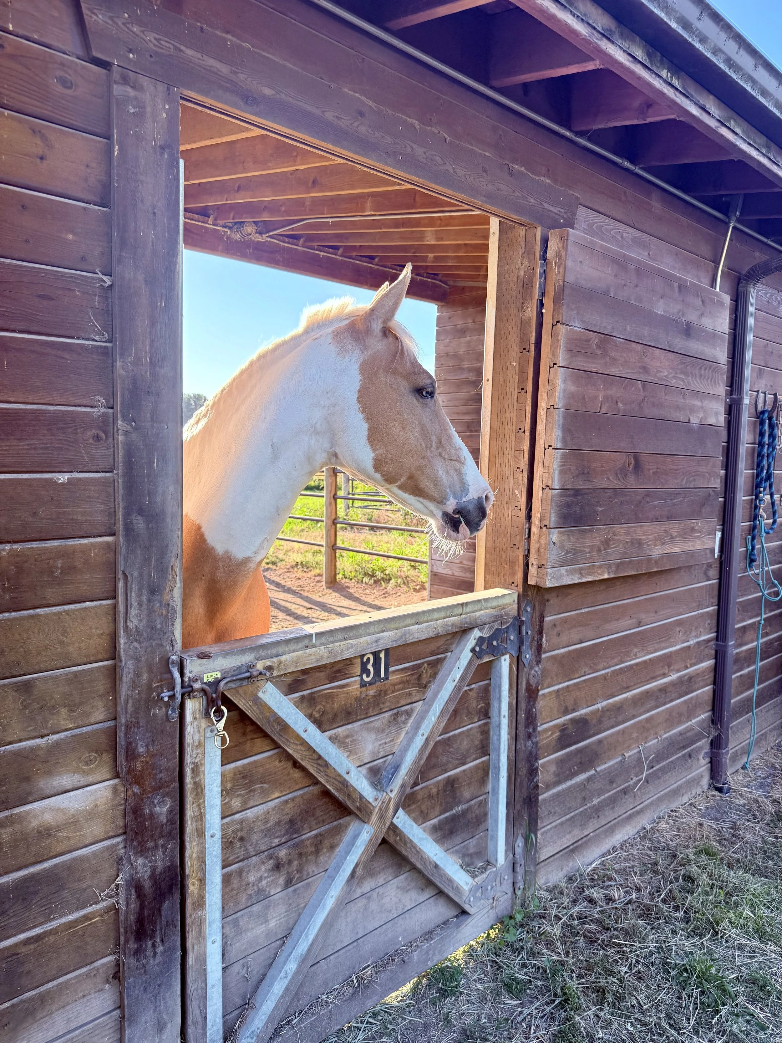 A light brown and white horse peeking out from a wooden horse stall with a partially open door, in a sunny outdoor farm setting.