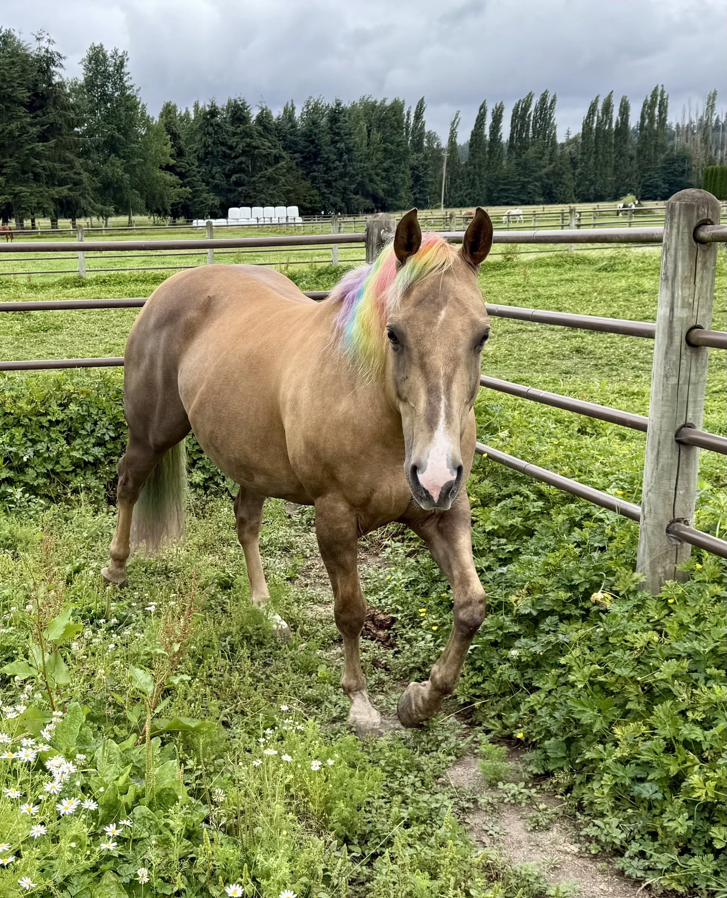 A brown horse with a rainbow-colored mane standing in a fenced green pasture, with flowers and greenery in the foreground and trees and cloudy sky in the background.