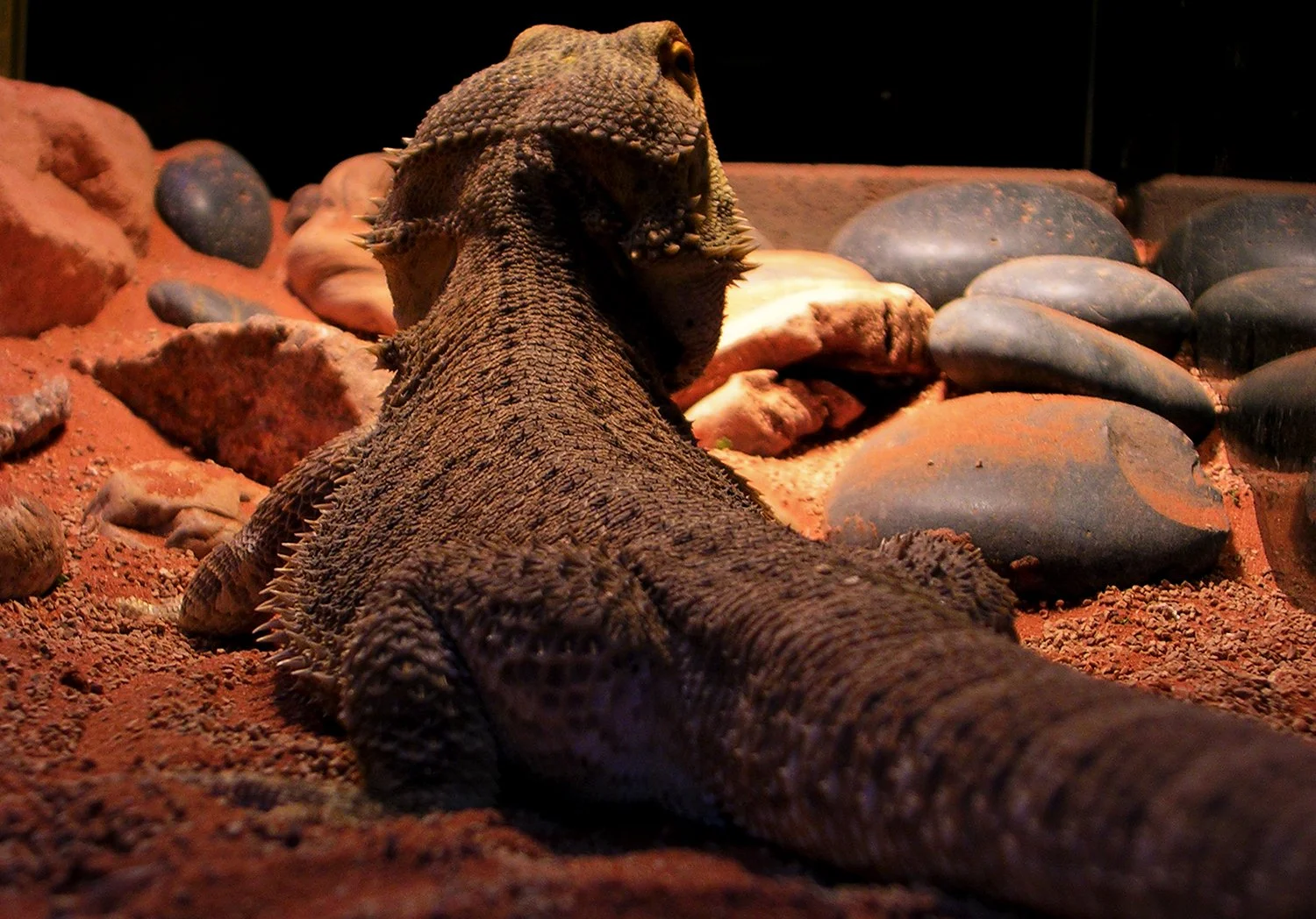 Lizzard King Stumpy copy.jpg