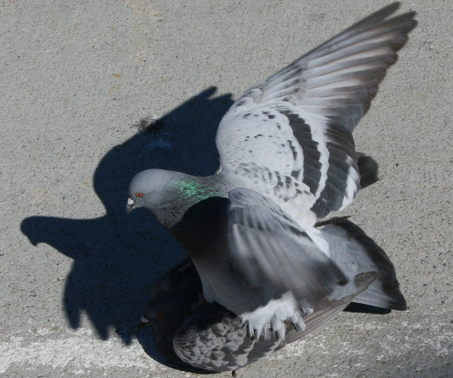 Bird Fuck-Edit copy.jpg