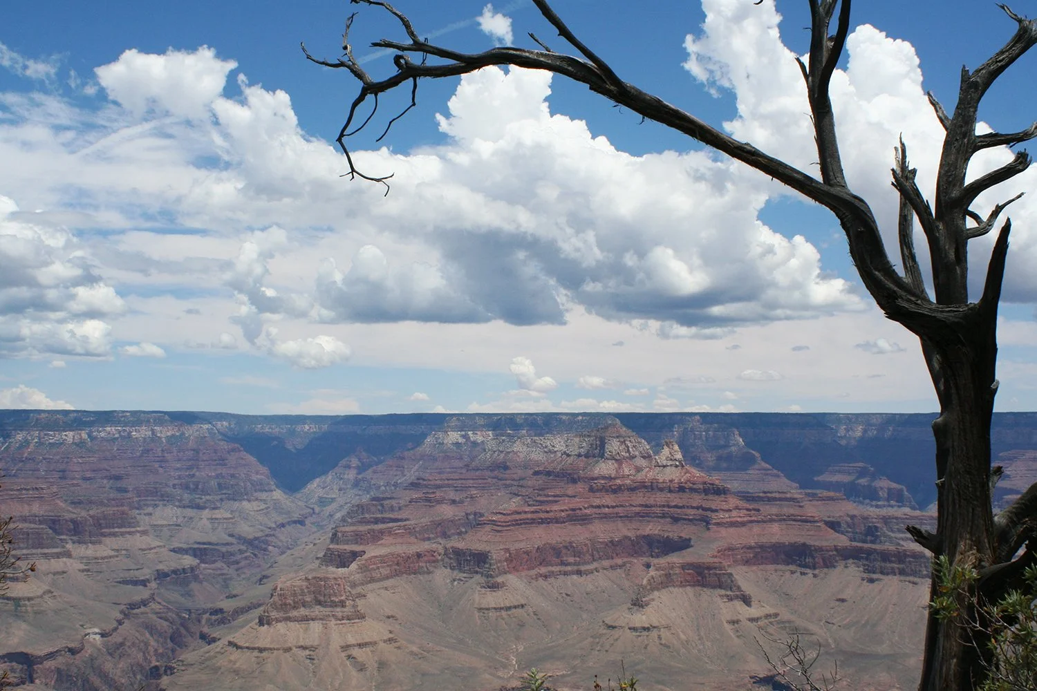 Tree on an Edge copy.jpg