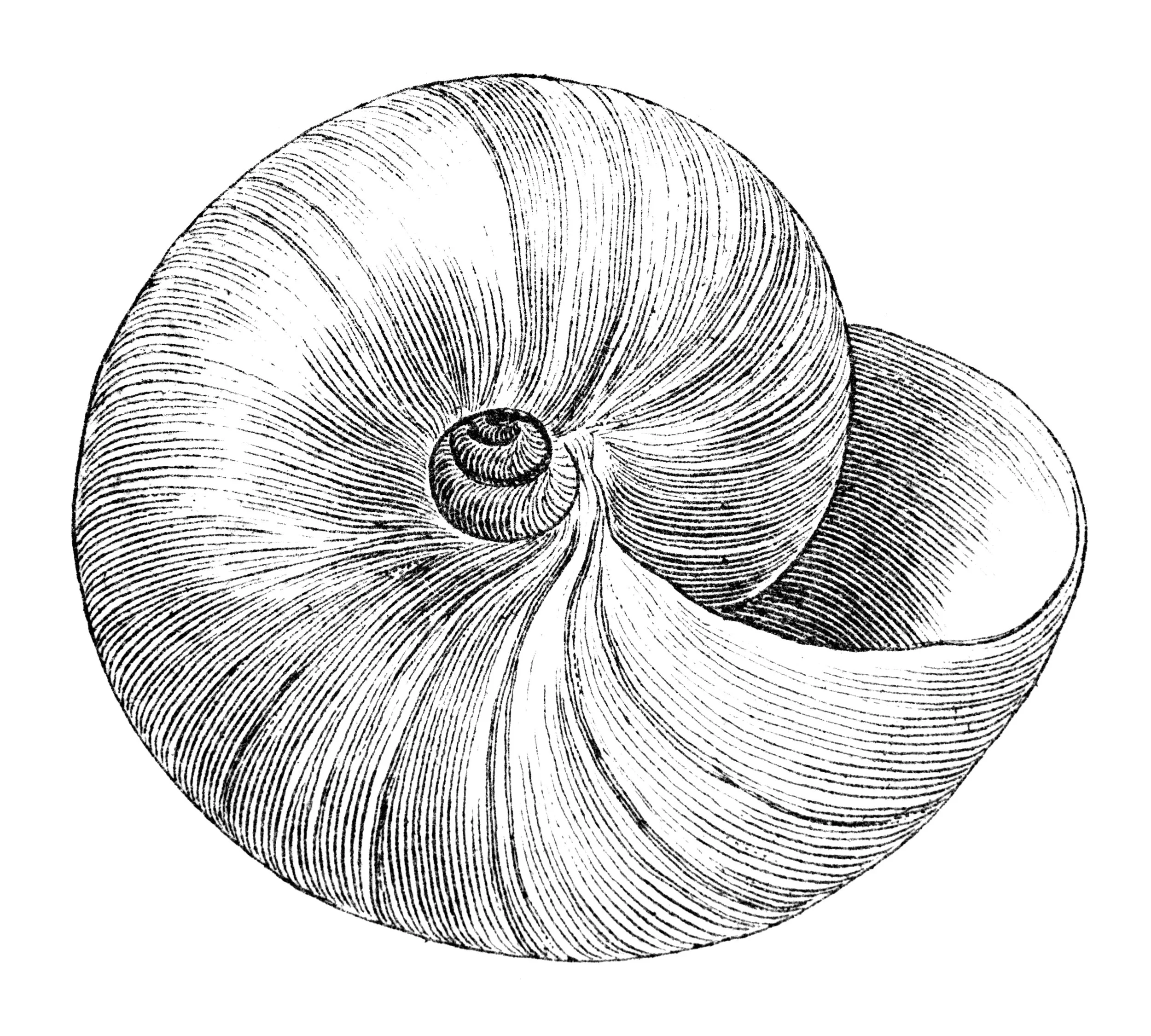 iStock-182921662.jpg