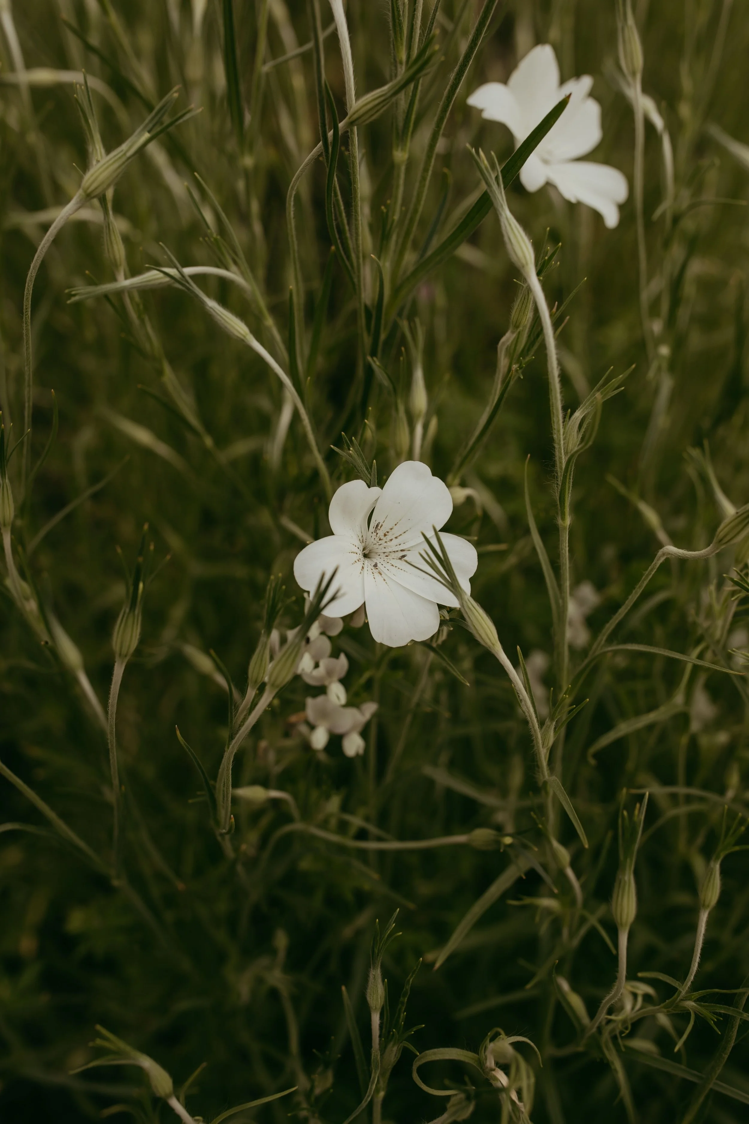 Mississippi Flower Farm Wildflowers.jpeg