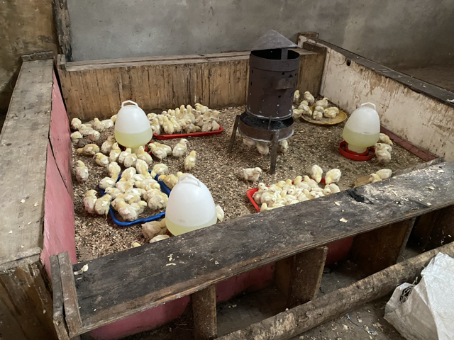 Broiler Chickens for Sons of Manasseh 02.png