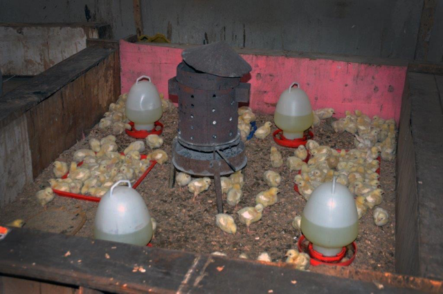 Broiler Chickens for Sons of Manasseh 05.png