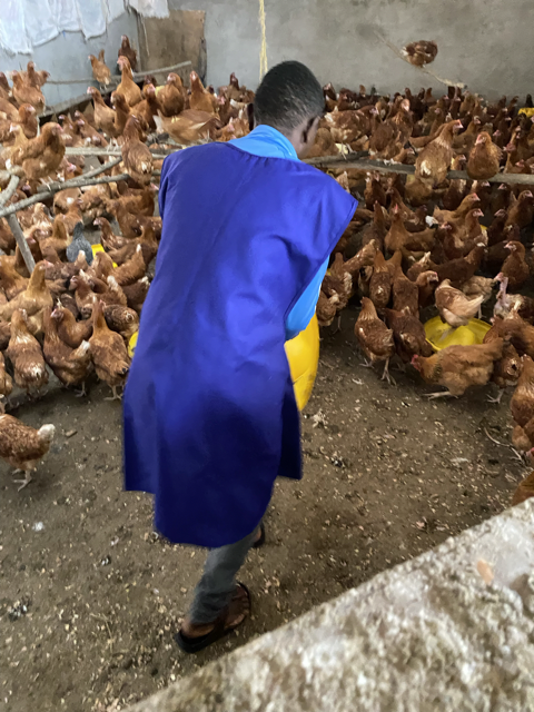 Broiler Chickens for Sons of Manasseh 09.png