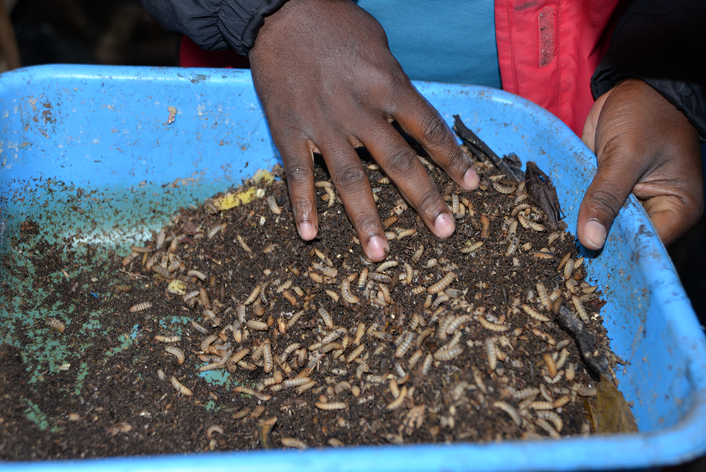 Black Soldier Fly Larvae – Project Enhancement for Karambi Group 04.png