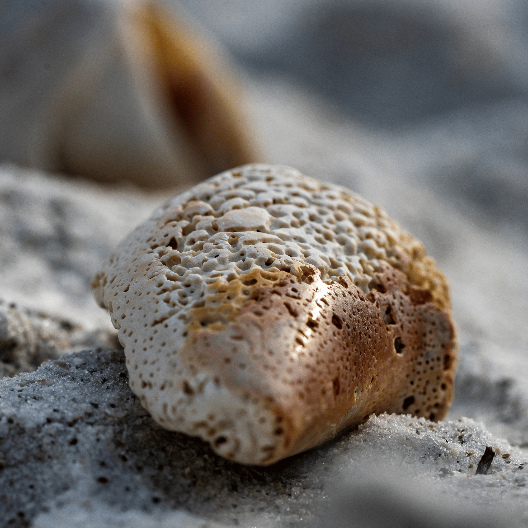 Seashells by the Seashore