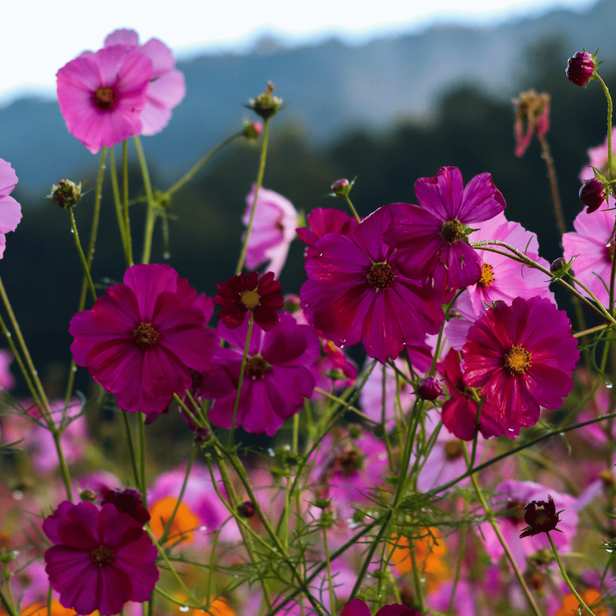 Wild Flowers and Dew