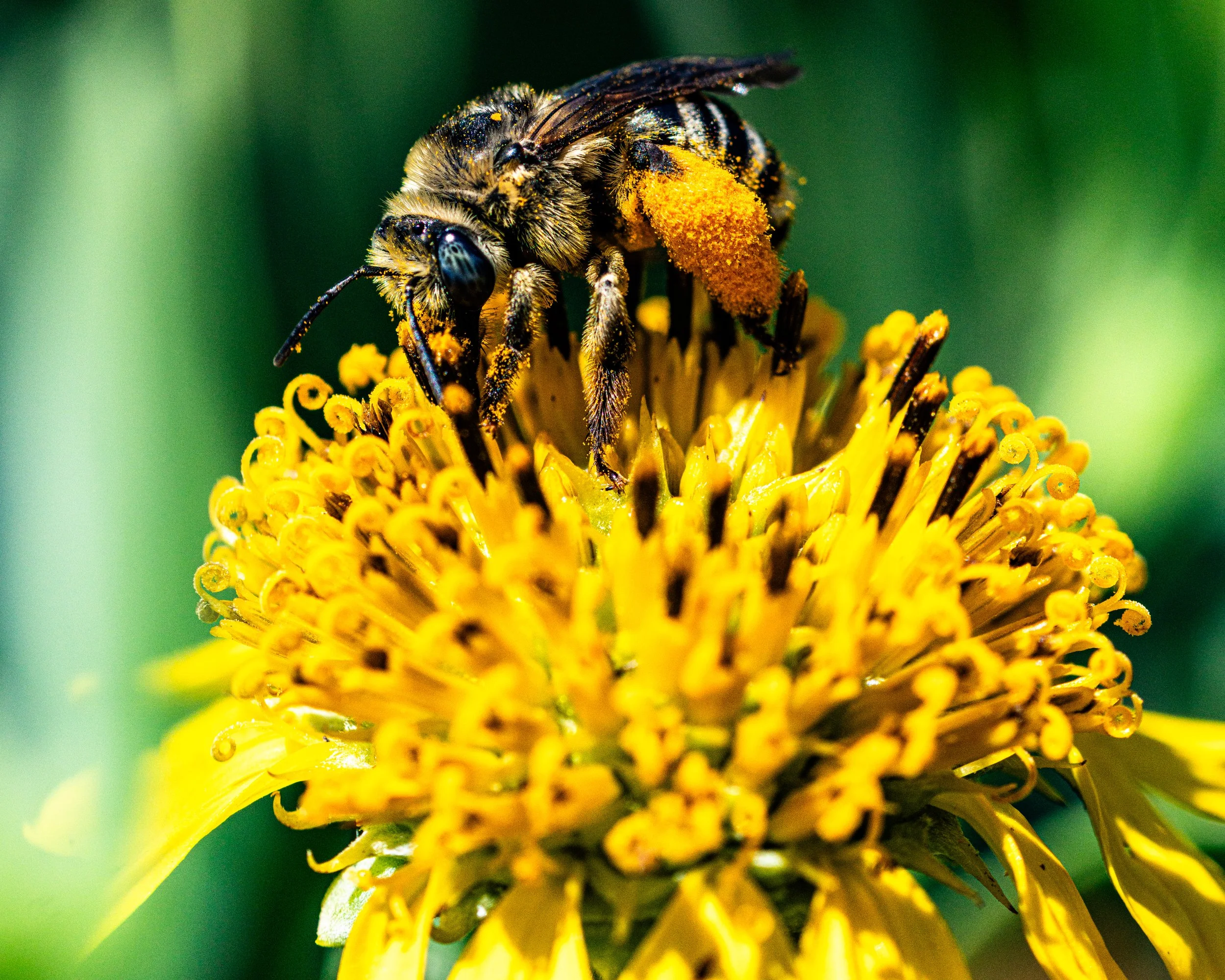 Honey Time